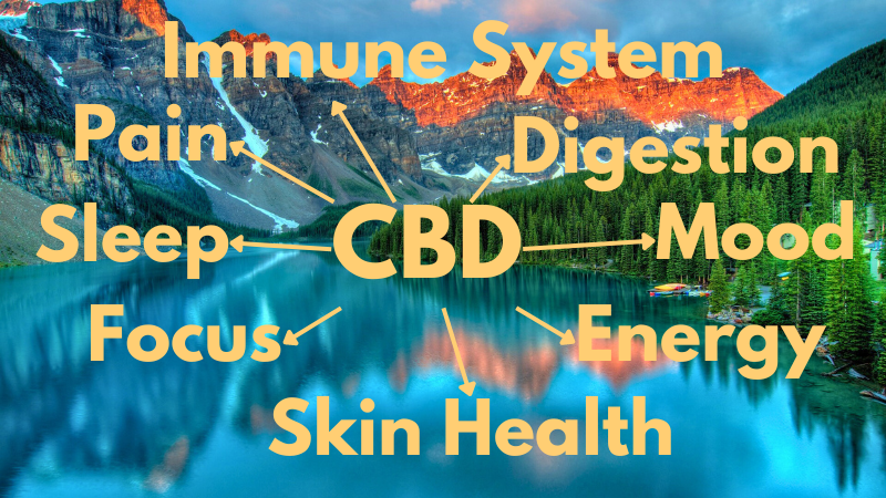 CBD has a myriad of uses in the field of health and wellness. Among these are pain reducing, mood balancing and sleep inducing properties.