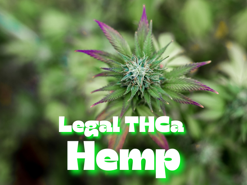 Legal THCa Hemp; Beautiful Hemp flower stands out amongst other hemp plants